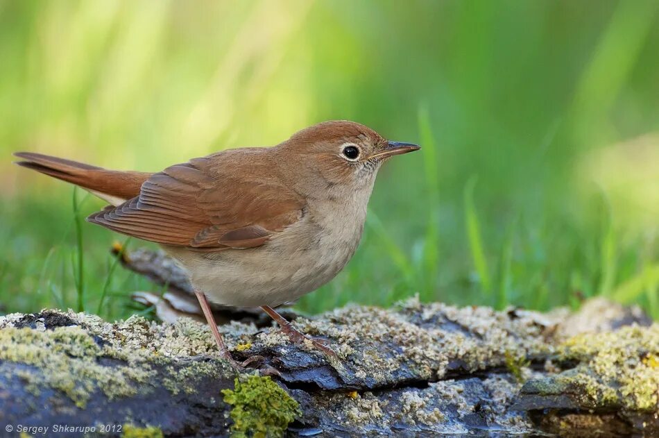 фотограф соловей
