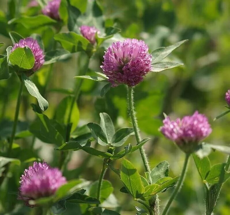 Клевер луговой небольшое растение обычно его. Красный Клевер Trifolium pratense. Клевер Луговой (Trifolium pratense). Клевер Любисток. Лекарственные луговые растения Луговой Клевер.