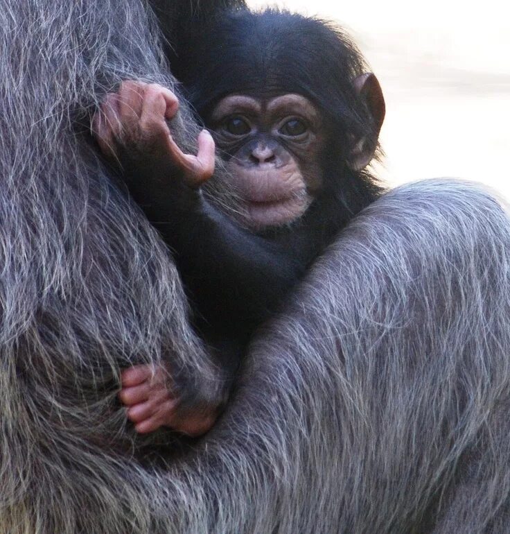 Шимпанзе обыкновенный самка. Шимпанзе чимп. Как переводится chimp. Ярун альфа шимпанзе. Чимп фото.