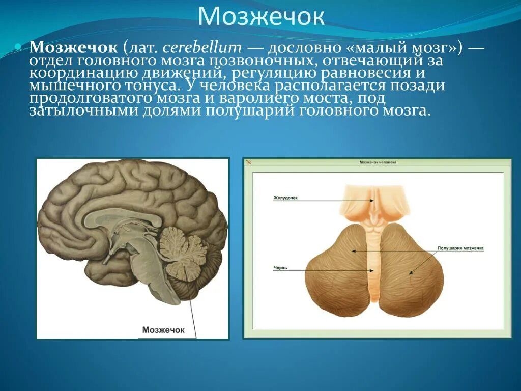 Мозжечок месторасположение и функции. Мозжечок анатомия функции. Строение мозжечка человека. Отделы головного мозга мозжечок.