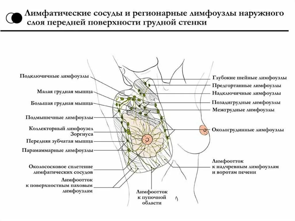 Причины увеличения лимфатических узлов. Лимфатическая система молочной железы анатомия. Подмышечные лимфоузлы схема расположение. Лимфатические узлы подключичной области топографическая анатомия. Лимфатические узлы грудной клетки схема.