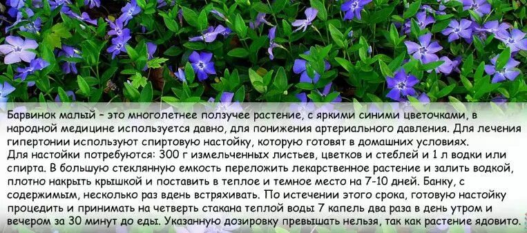 Картинки БАРВИНОК МАЛЫЙ