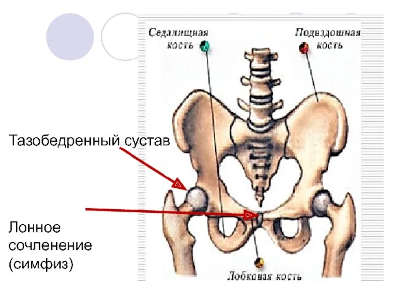 Края симфиза