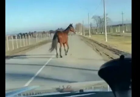 Лошади напоены