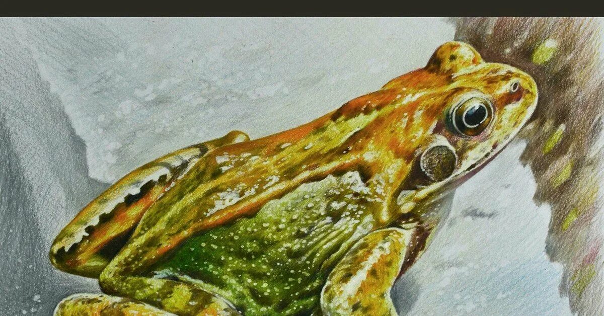 Милая лягушка рисунок карандашом. Кувшинки живопись. Сверчковая квакша. Лягушонок акварелью. Может ли живописное изображение жабы сделать.