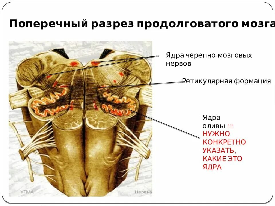 Продолговатый мозг черепно мозговые нервы. Функция ядра оливы продолговатого мозга:. Ядро оливы продолговатого мозга. Продолговатый мозг горизонтальный разрез. Поперечный разрез продолговатого мозга.