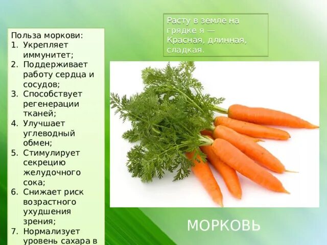 Польза моркови для организма мужчин. Чем полезна морковка. Польза моркови. Полезные свойства моркови. Для чего полезна морковь.