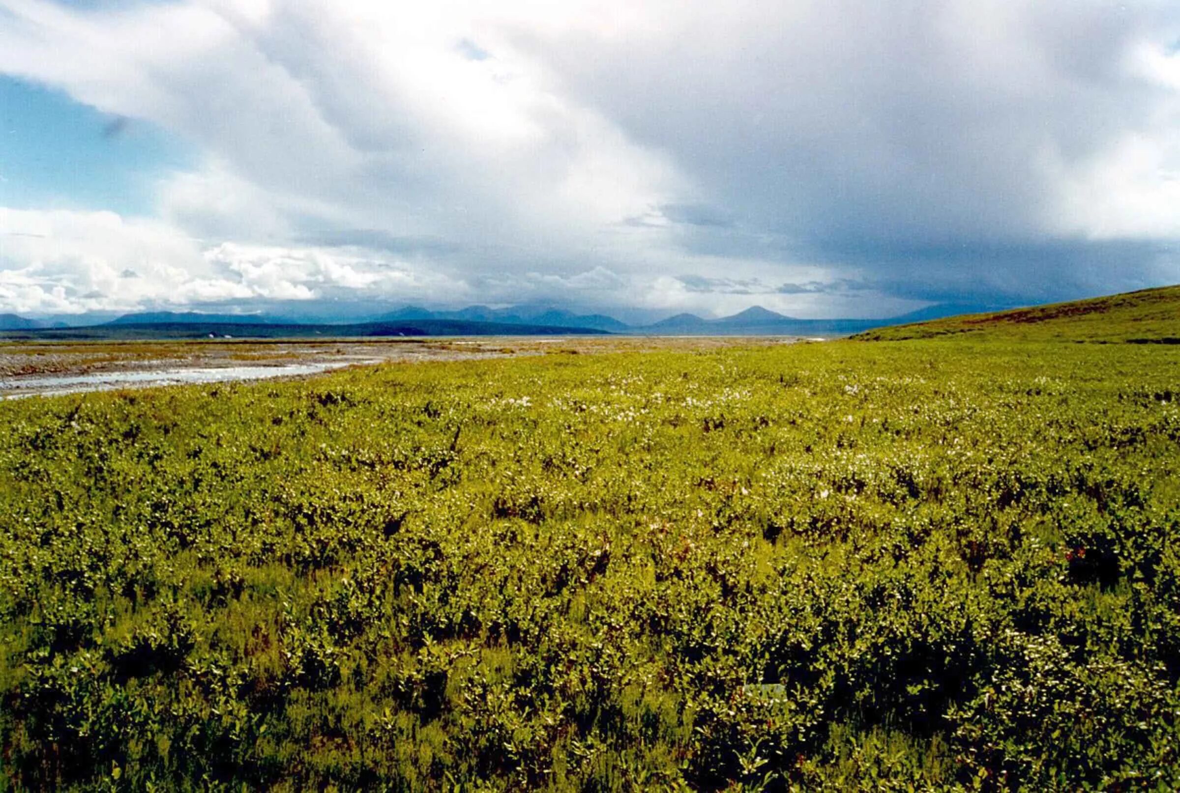 Растения на территории тундры. Тундра Безлесная зона. Тундра субарктический пояс. Арктическая Мохово-лишайниковая тундра. Тундра Безлесная равнина.