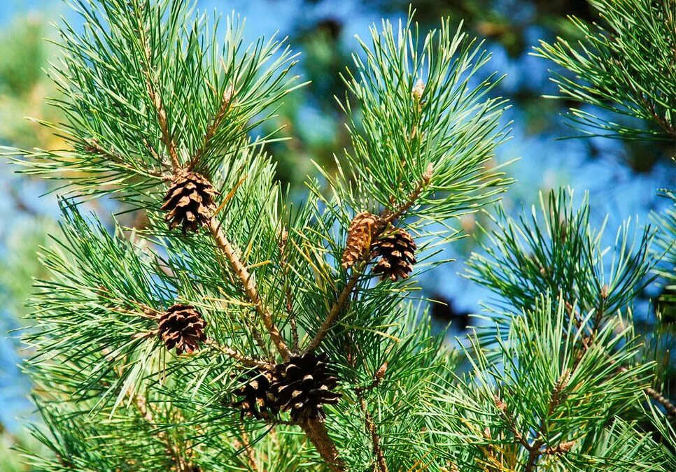 Сосна обыкновенная Pinus Sylvestris. • Сосна обыкновенная (pinussilvestris). Сосна обыкновенная (лат. Pinus Sylvestris). Сосна обыкновенная (Pinus Sylvestris) побеги. Обычная хвойная