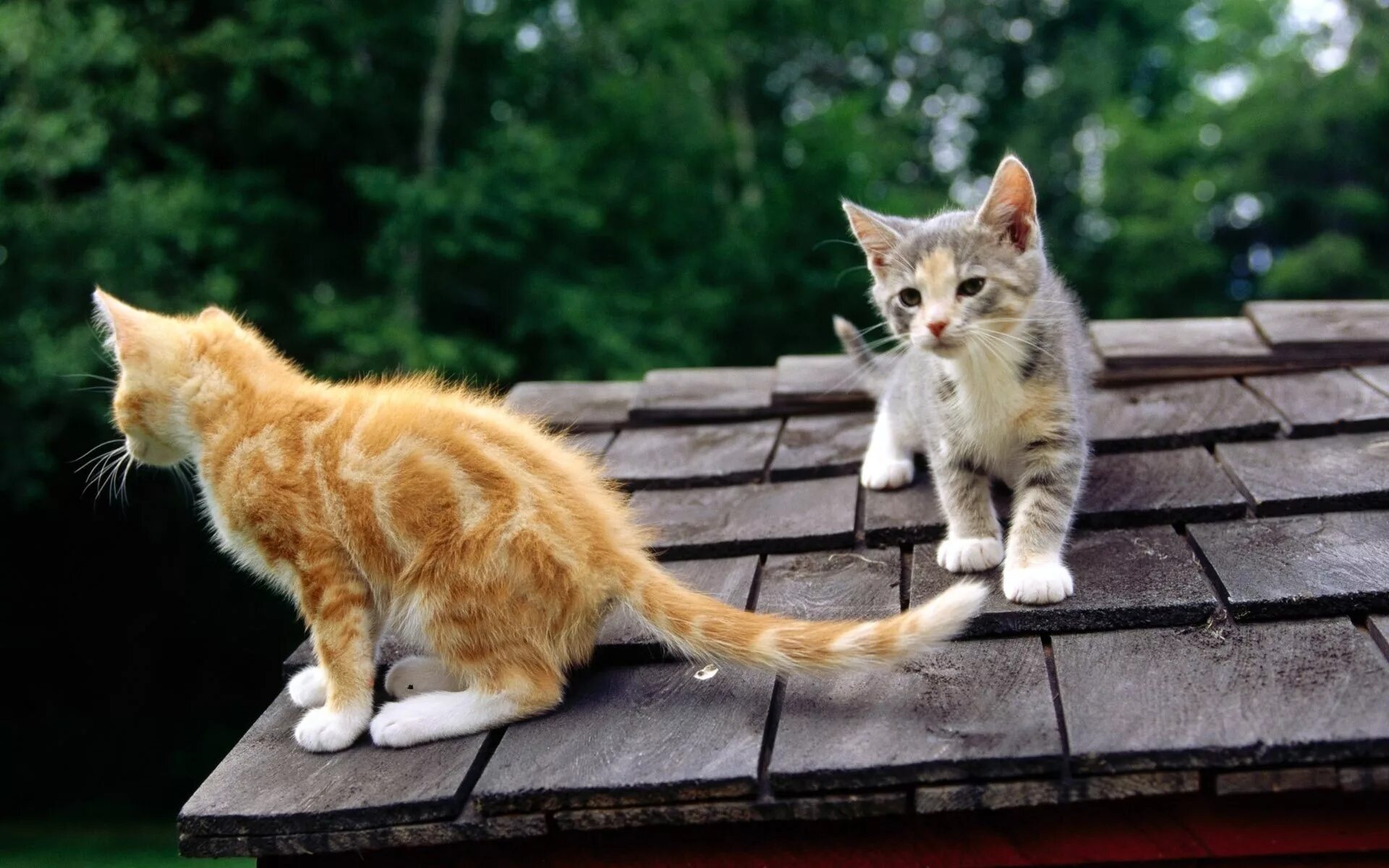 Мимо котенок