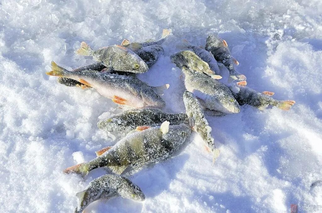 Рыбалка ночью зимой. Рыбы зимой. Ловля зимой ночью со льда. Ночная рыбалка рыба. Карась зима.