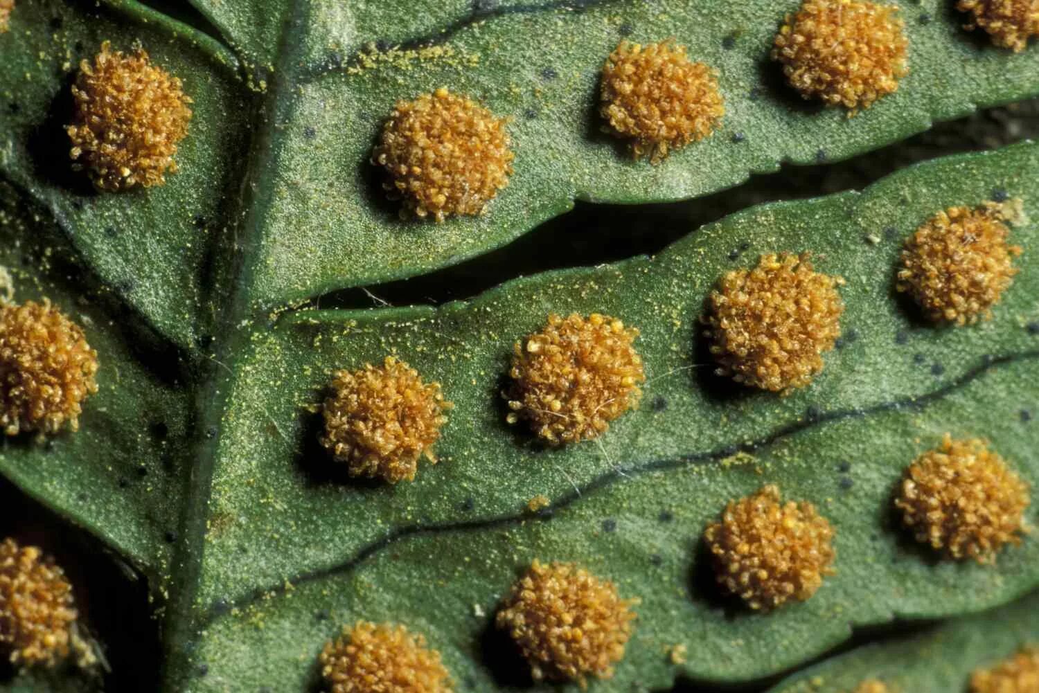 Propagating Ferns: Growing Ferns From Spores And Division Fern spores, Trendy pl