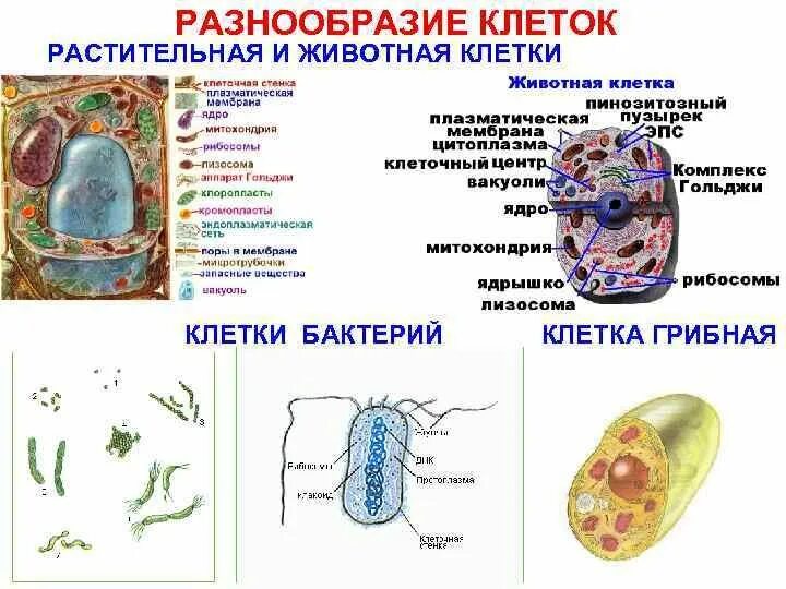 Строение клетки растения бактерии и грибы. Строение растительных животных и грибных клеток. Строение растительной животной и бактериальной клетки. Строение бактерии и растительной клетки. Животная растительная грибная бактериальная клетки