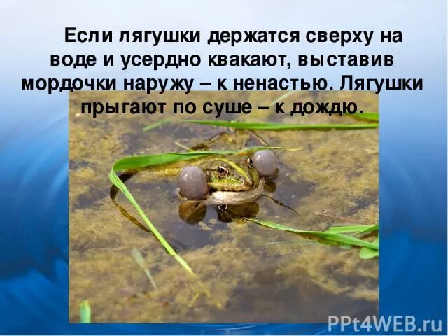 Почему лягушка погибает. Почему жаба не прыгает. Если квакают лягушки приметы. Приметы на лягушка лягушка. Лягушки держаться на воде.