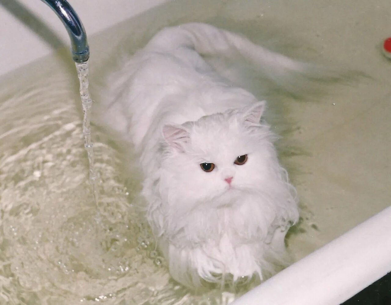 Коты после мытья. Купание кота. Мытье кота. Кошка моется. Кошки длинношерстные моются.