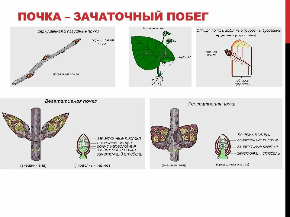 Почему почка побег. Почка растения зачаточный побег. Строение побега зачаточный стебель. Почка зачаточный побег строение. Почка это зачаточный побег.