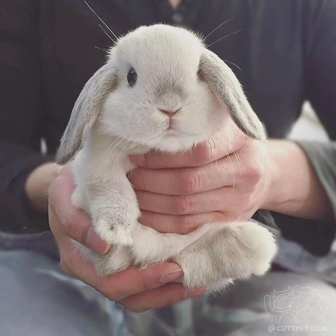 Зайца барана