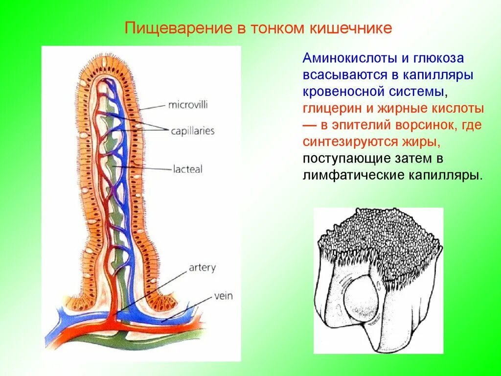 Через кишечник ворсинки в кровь всасываются. Строение кишечной ворсинки анатомия. Строение кишечной микроворсинки. Строение кишечной ворсинки рисунок. Ворсинки тонкого кишечника анатомия.