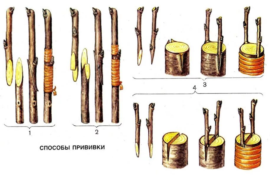 Что можно привить на вишню