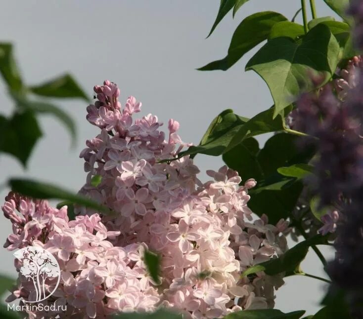 Сирень обыкновенная вечерний звон. Сирень обыкновенная aucubaefolia аукубафолия. Вечерний звон сирень фото и описание сорта. Сирень обыкновенная вечерняя москва. Сирень сорт вечерняя москва.