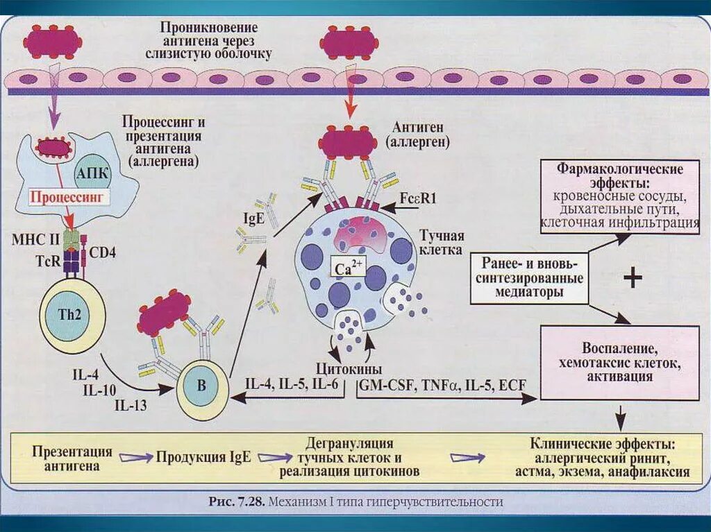 Аллергены антигены