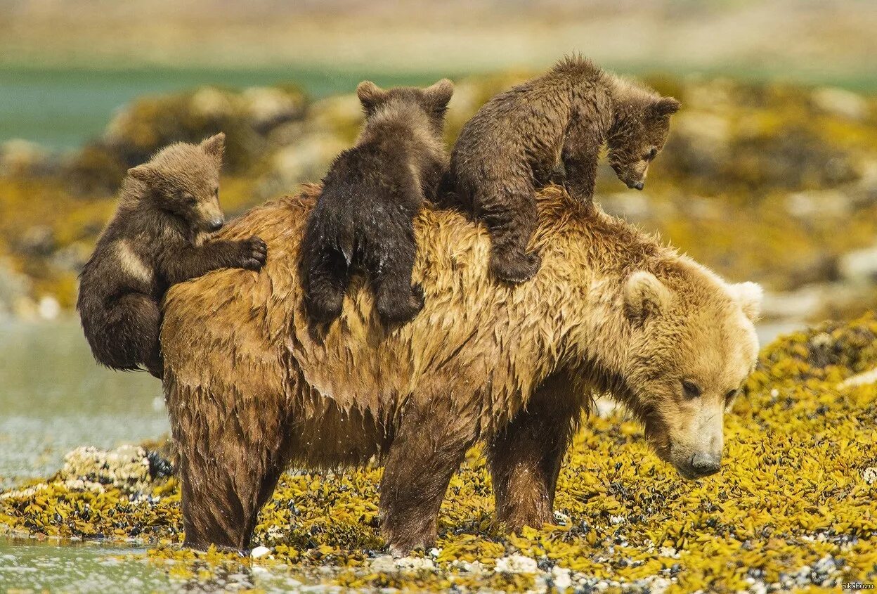 Фотографии 3 медведей. Бурый медведь Пестун. Медведица и медведь Пестун. Медведь Пестун с медвежатами. Сайлюгемский бурый медведь.