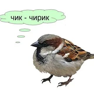 Чирик звук