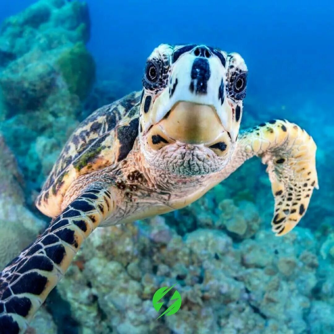 Краб и черепаха. Морская черепаха. Водные обитатели. Наземно водные животные. Красивые черепахи.