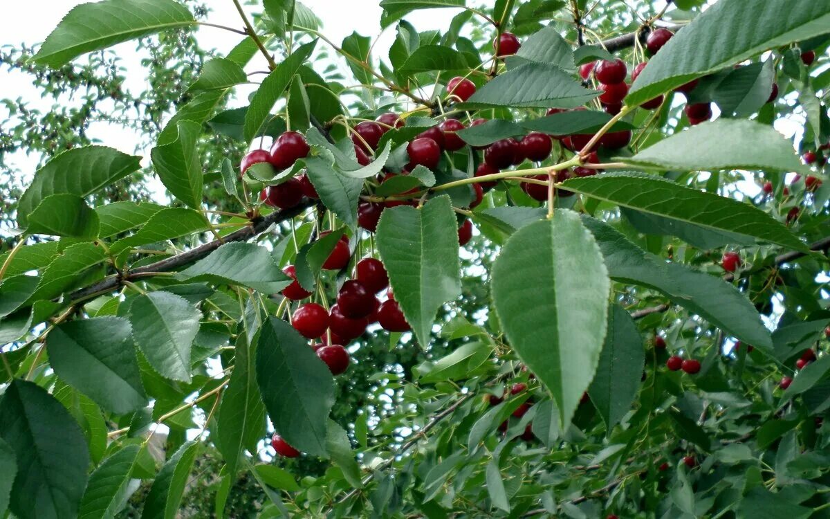 дерево вишни дома.