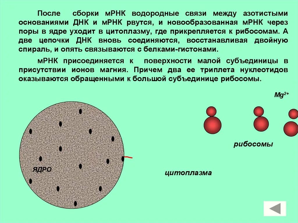 Поры ядра. Транспорт и-РНК из ядра в цитоплазму через ядерные поры. РНК выходит через ядерную пору. Ядро ДНК поры РНК.