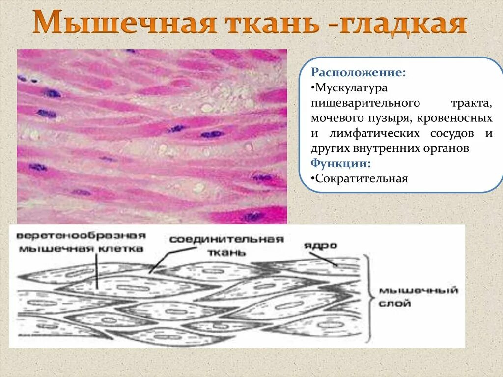 Какие функции выполняет гладкая ткань. Гладкая мышечная ткань мочевого пузыря гистология. Гладкая мышечная ткань мочевого пузыря млекопитающего. Гладкая мышечная ткань мочевого пузыря препарат. Гладкая мышечная ткань стенки мочевого пузыря препарат.