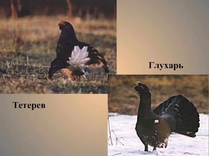 Чем отличается тетерев от глухаря. Глухарь птица и тетерев отличия. тетерев глухарь косач отличия. тетерев глухарь косач. тетерев птица и глухарь.