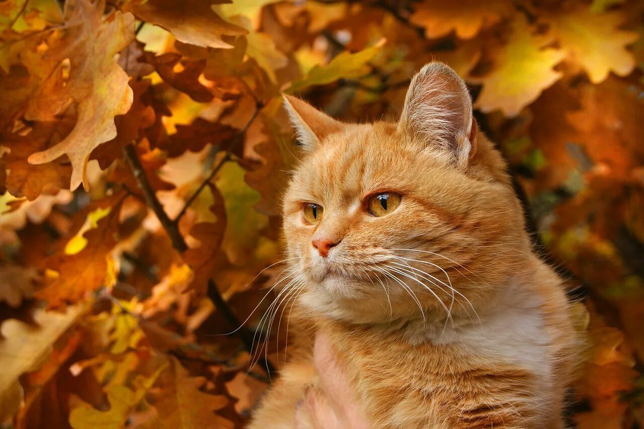 Кот листик. Осенний кот. рыжий кот осень. кошки осенью. котята осень.