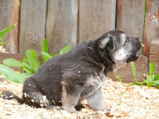 миски для собак немецкой овчарки. рацион питания восточно европейской овчарки. чем кормят щенков восточно европейская. корма немецкой овчарки в 2 месяца. рацион для щенков восточно европейской овчарки.