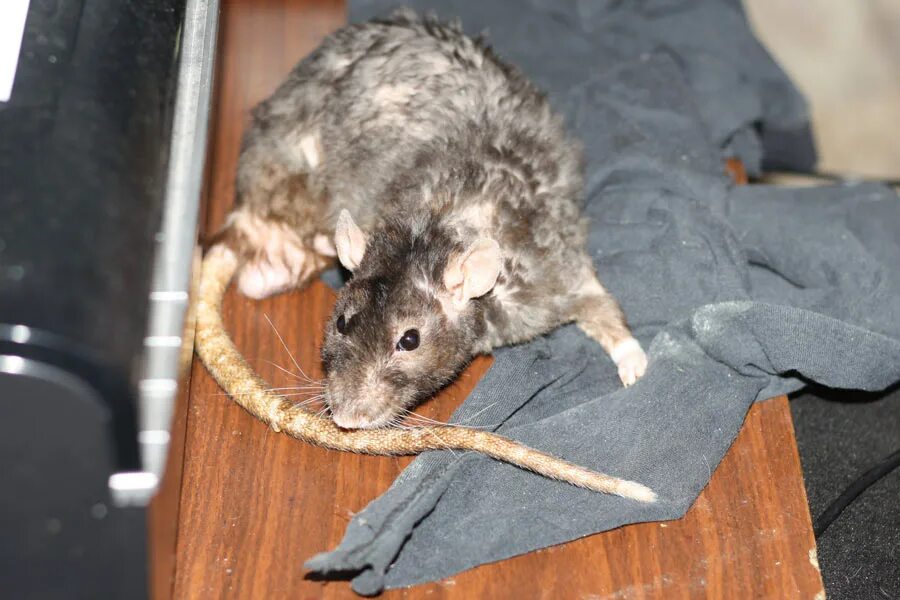 крыса агути селф. декоративная крыса 1. даго крыска. крысо. три крыски.