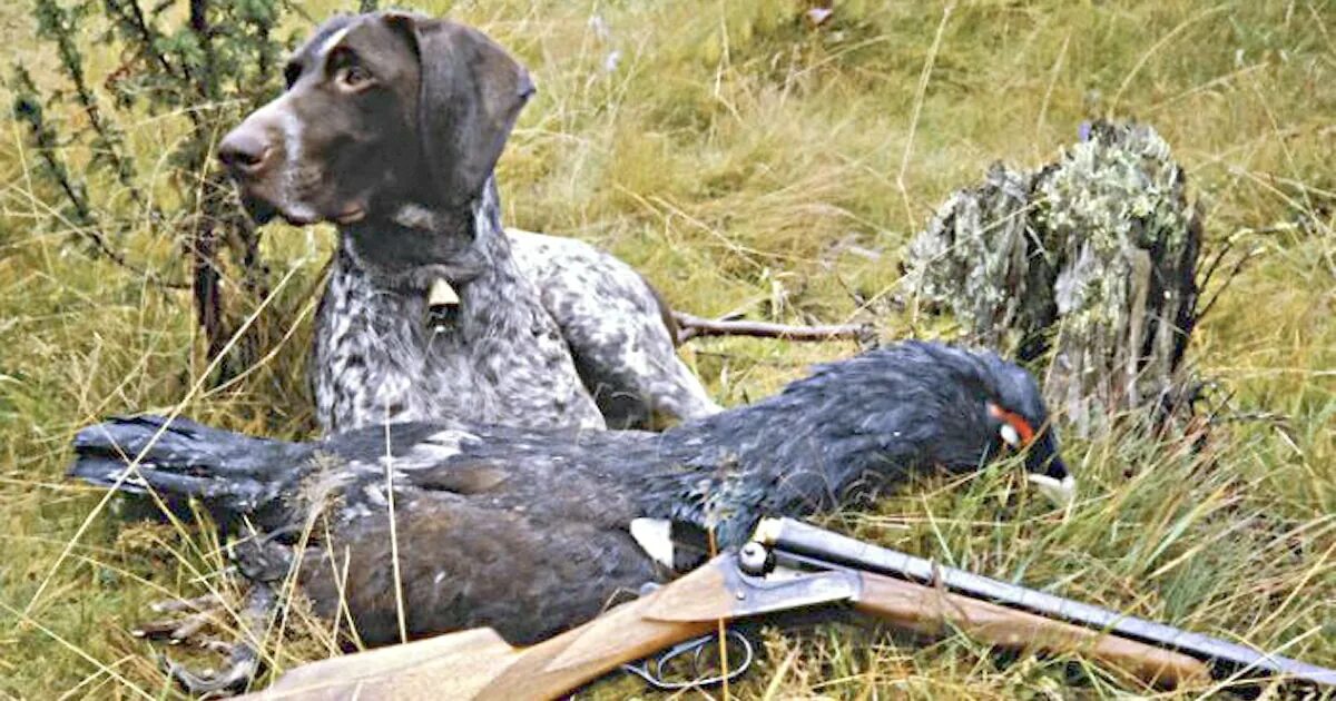 Дратхаар-ретривер. Собака на пернатую дичь. Лабрадор ретривер на охоте. Собака на пернатую дичь. Порода собак дратхаар.