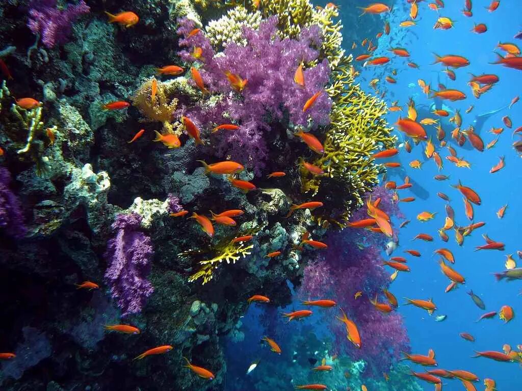 Лучший коралловый риф. Подводный мир Египта Шарм-Эль-Шейх. Красное море риф Шарм Эль Шейх. Коралловый риф в Шарм Эль Шейхе. Коралловый риф рас Мухаммед.