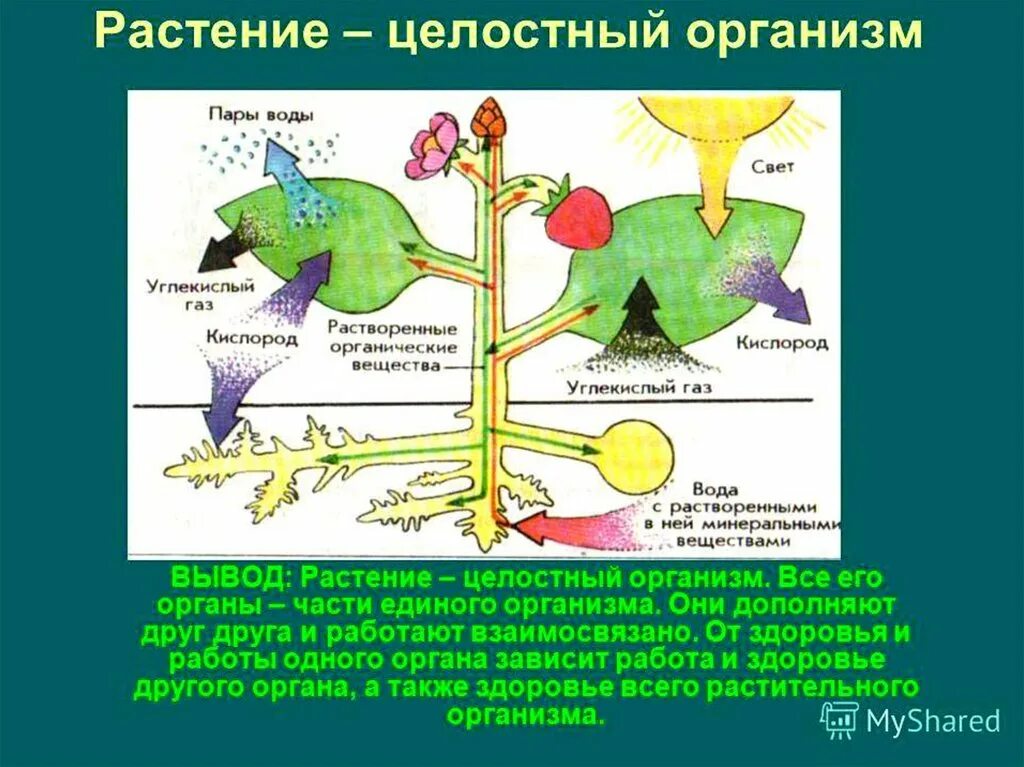 Растения обеспечивают жизнь другим потому что. Растение целостный организм. Взаимосвязь органов растения. Взаимосвязь частей растения. Растительный организм Живая система.