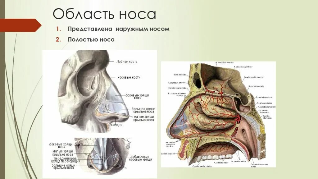 Строение наружного носа. Полость носа топографическая анатомия рисунок. Топографическая анатомия наружного носа. Наружный нос носовая полость. Топография носовой полости.