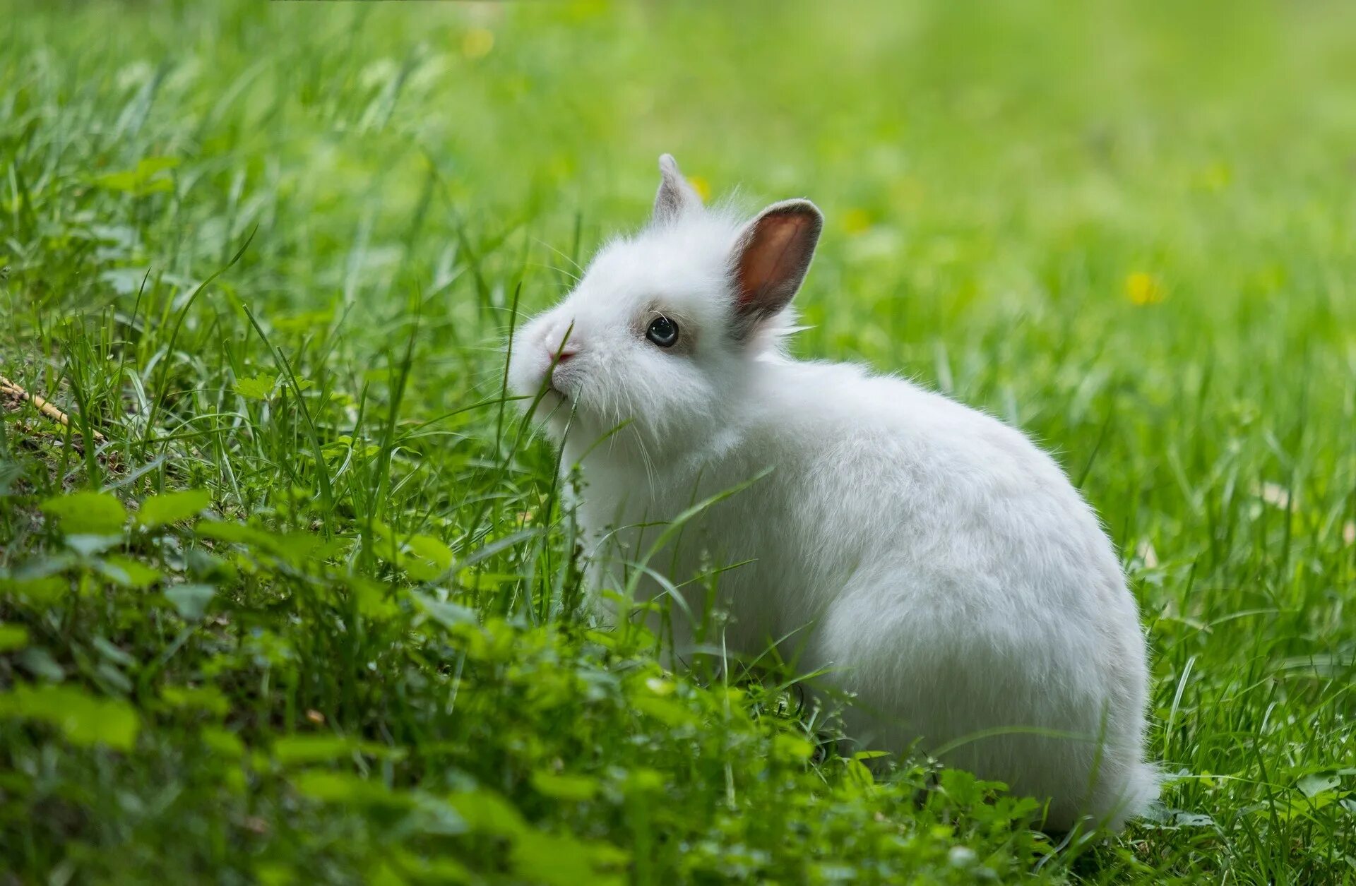 Grass animals. Кролик в траве. Кролик на травке. Хомяки кролики на фоне травы. Кролик с травой в зубах.