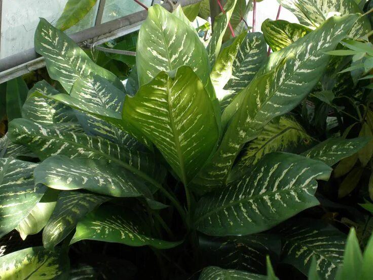 Диффенбахия прелестная. Dieffenbachia amoena. диффенбахия пятнистая цветение. диффенбахия амоена фото.