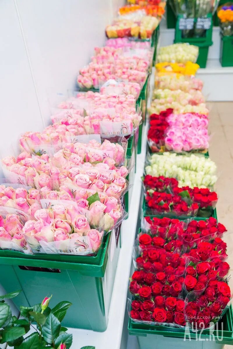 Купить розы в кемерово. Оптовый склад цветов. Оптовый цветочный склад. Оптовые базы цветов. Цветочная база ассортимент.