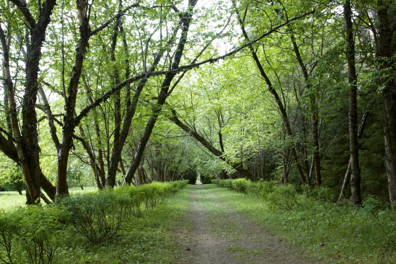 волжско-камский заповедник татарстана дендрарий. музей-заповедник казанский кремль. волжско-камский заповедник пихта. музей-заповедник казанский кремль. дендрарий волжско-камского заповедника.