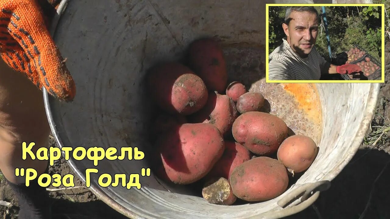 #Картошка. Как получить большой урожай картошки. #Potato. Выбор сорта - (Белая Р