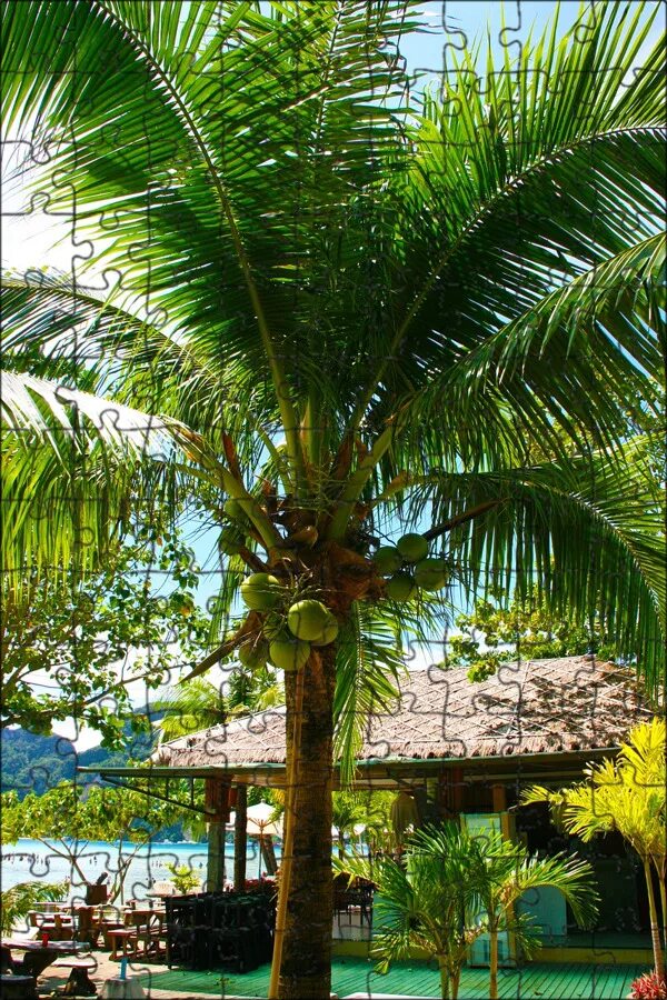 Baile do coqueiro 5 speed up. Кокосовая Пальма нуцифера. Кокосовый Оазис Майами. Тайланд пальмы. Кокосовые пальмы в Тайланде.