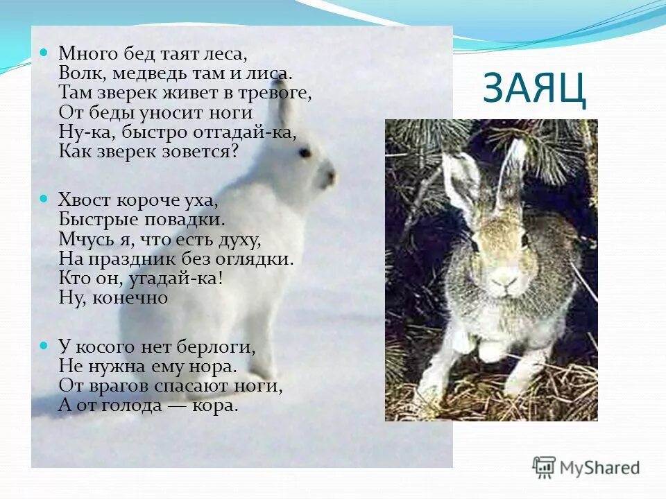 У зайца хвост короткий а уши. Заяц с короткими ушами. От ноги зайца спасают врагов. Этот зверёк живёт в лесу у него уши. Зайцев много Зайцев и мишек.