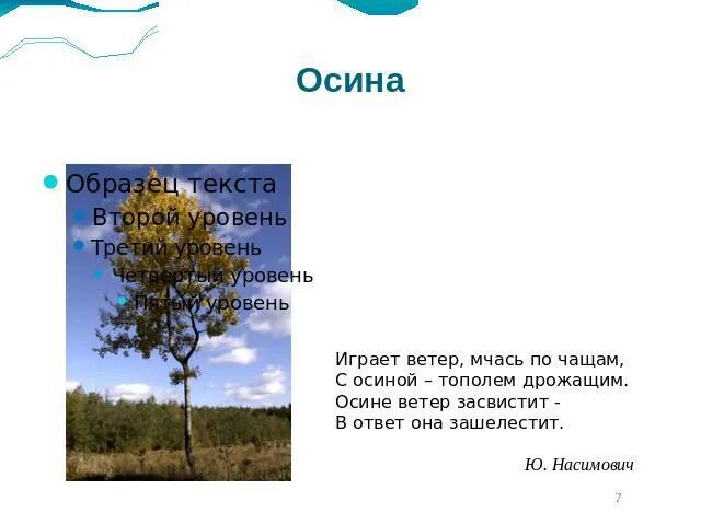 Как осиновый лист значение фразеологизма. Осина на ветру. Почему дрожит осина. Осина дрожащая. Осина трясущаяся.