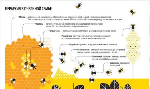 Сколько живут пчелы в ульях