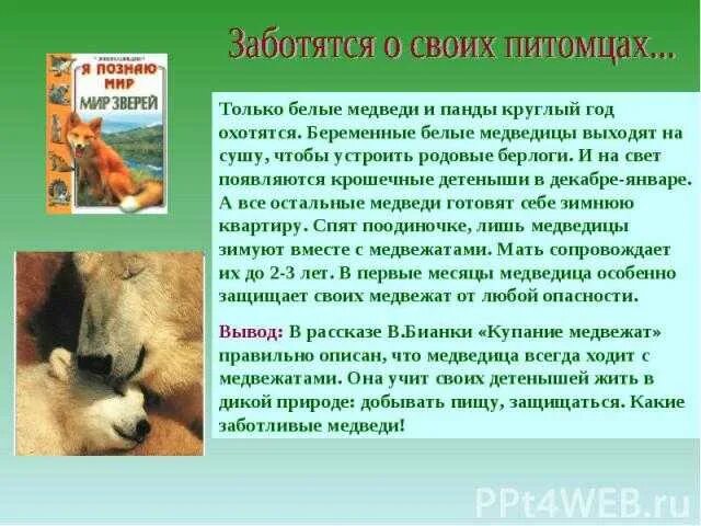 Животные проявляют заботу о детенышах. Рассказ о заботе животных. Как звери воспитывают свое потомство. Как животные учат своих детенышей охотиться проект.