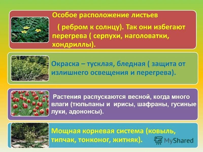 приспособления предотвращающие перегрев растения. приспособления растений к высоким температурам. органы растений в которых запасается влага. типы опушенности листьев растений. приспособления предотвращающие перегрев растения.